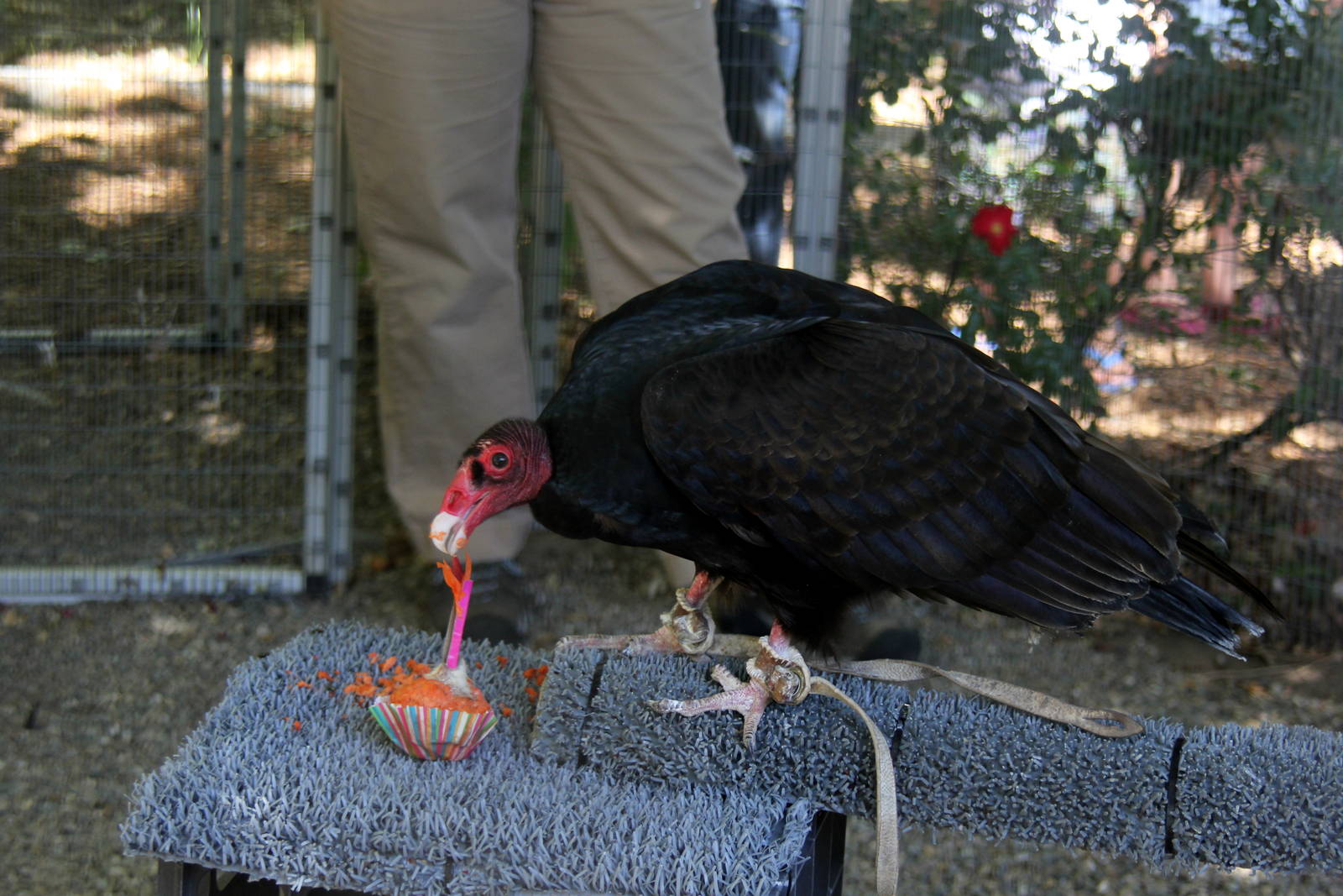 2014 Lindsay Wildlife Museum