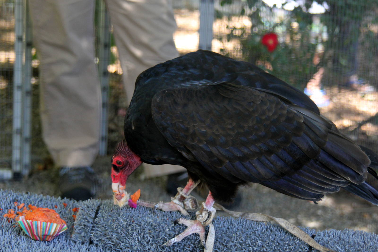 2014 Lindsay Wildlife Museum