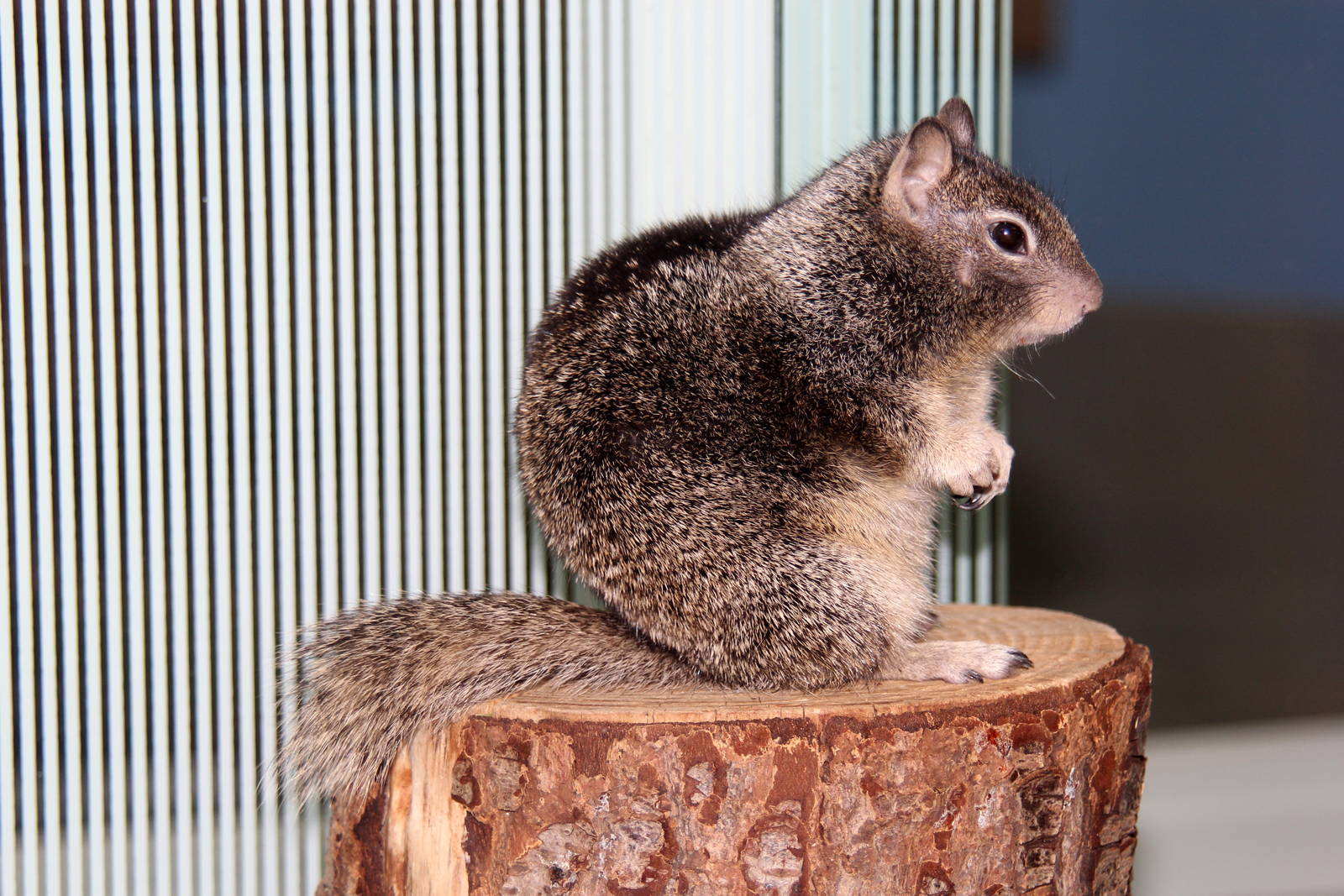 2014 Lindsay Wildlife Museum