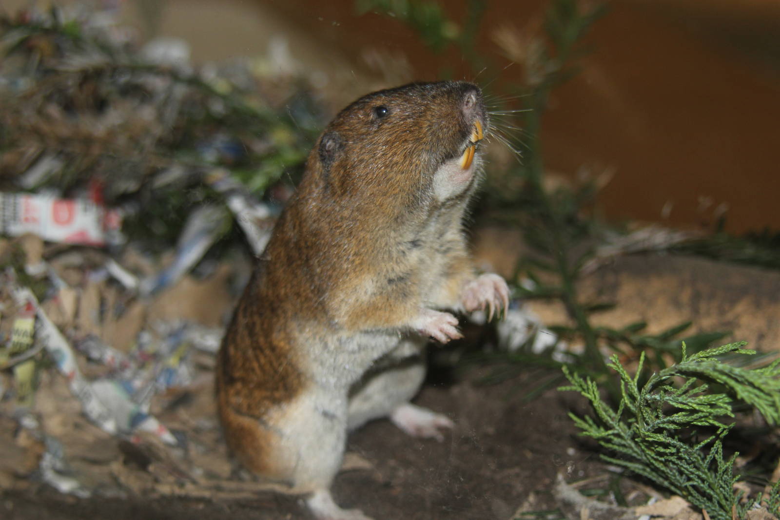 2014 Lindsay Wildlife Museum