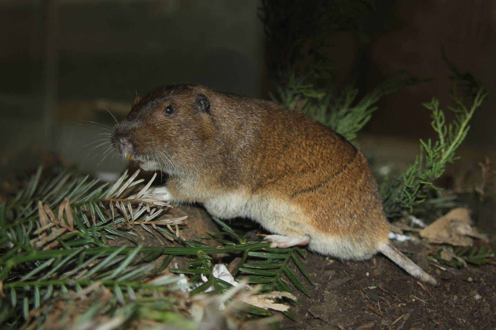 2014 Lindsay Wildlife Museum