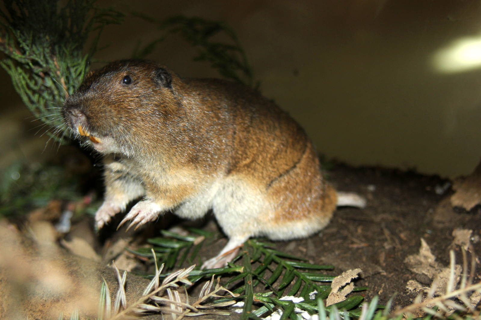 2014 Lindsay Wildlife Museum