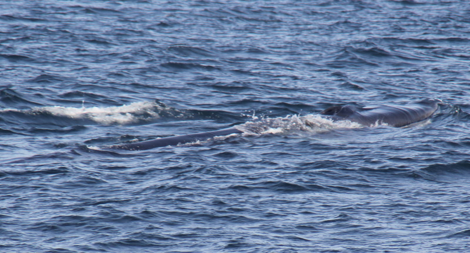2014 Maine Whale Watch