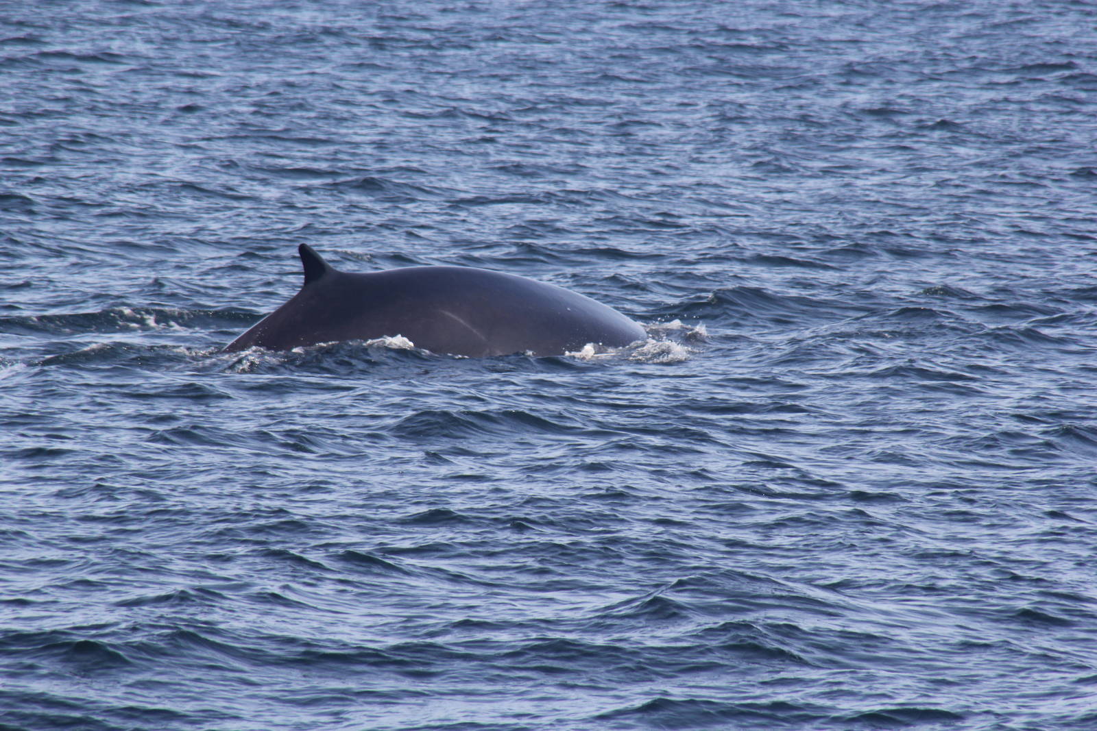 2014 Maine Whale Watch