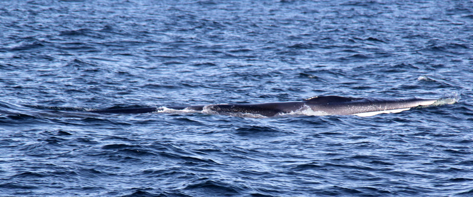 2014 Maine Whale Watch