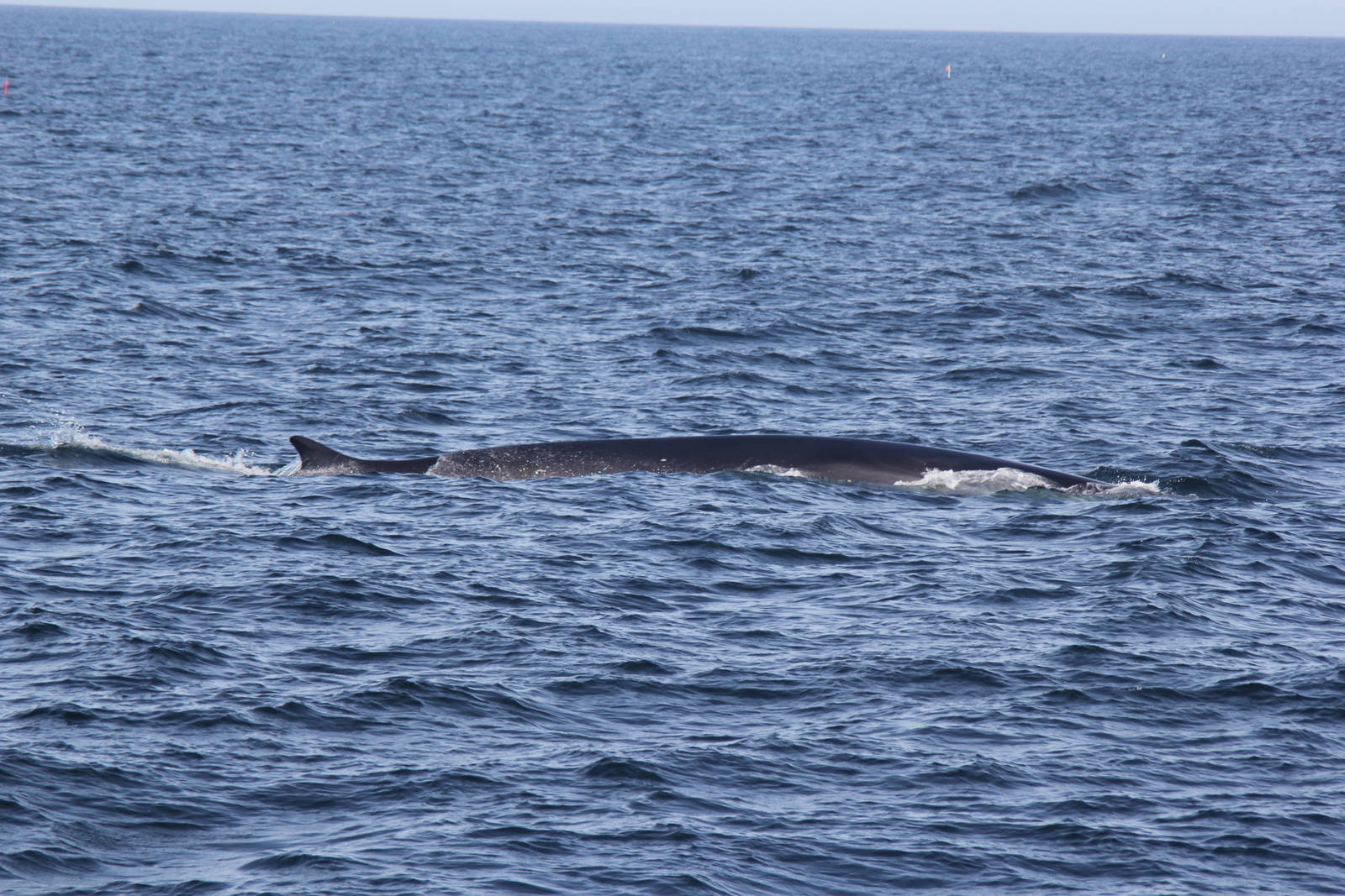 2014 Maine Whale Watch