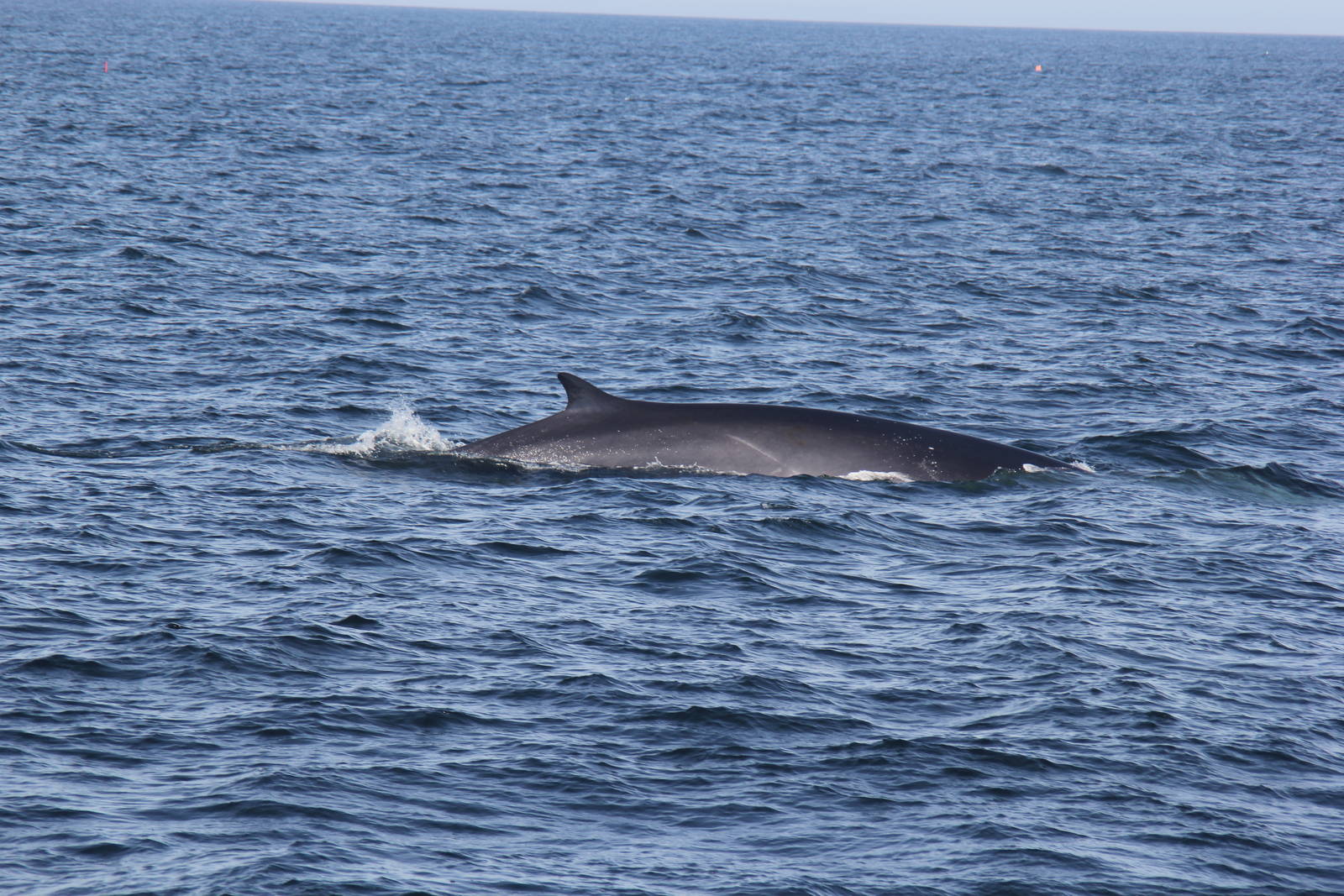 2014 Maine Whale Watch