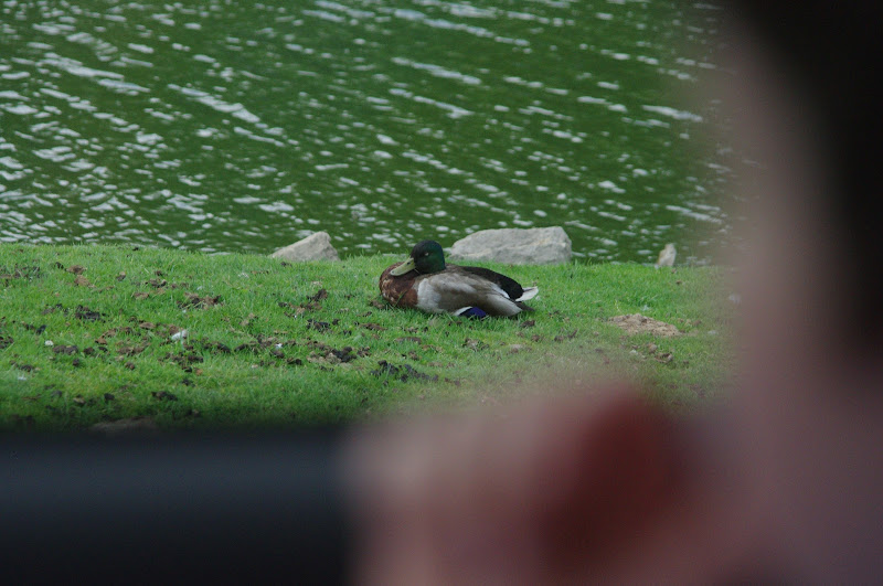 2014 - Mallard (wild), North America