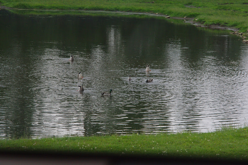 2014 - Mallards (wild in Rocky Ridge Veldt)