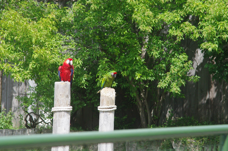 2014 - Military Macaw and Scarlet Macaw, Parrot Paradise presentation