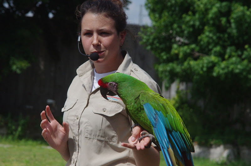 2014 - Military Macaw, Parrot Paradise presentation