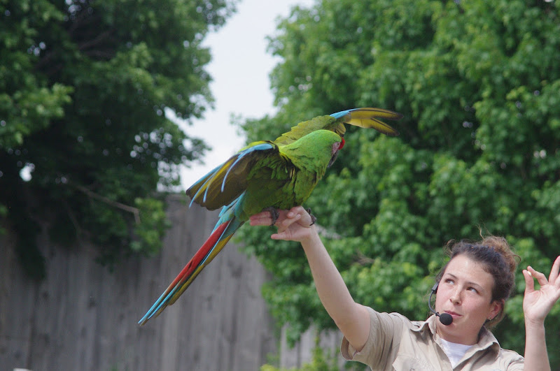 2014 - Military Macaw, Parrot Paradise presentation