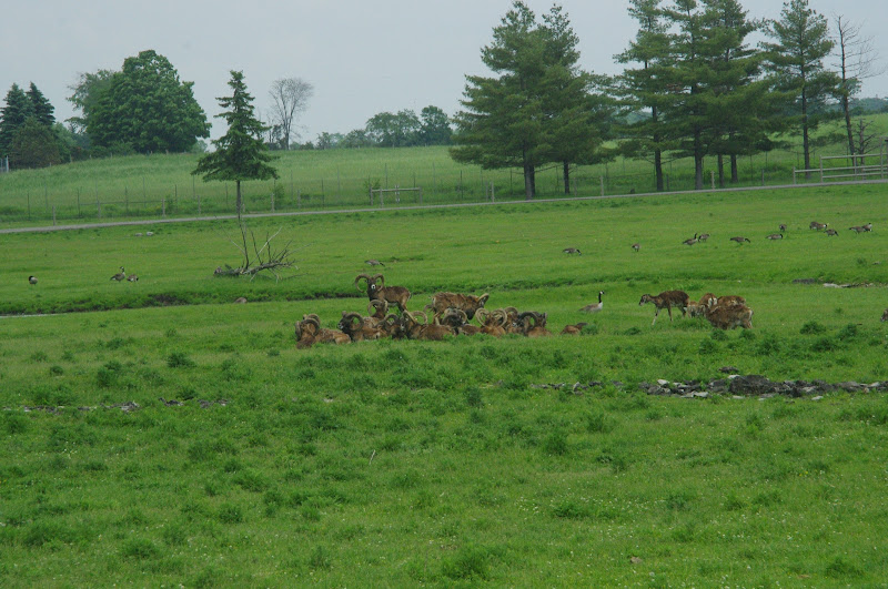 2014 - Mouflon and Canada Geese, Eurasia