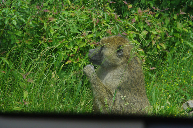 2014 - Olive Baboon, Wankie Bushland Trail
