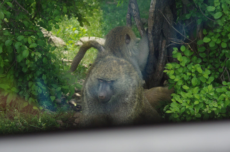 2014 - Olive Baboons, Wankie Bushland Trail