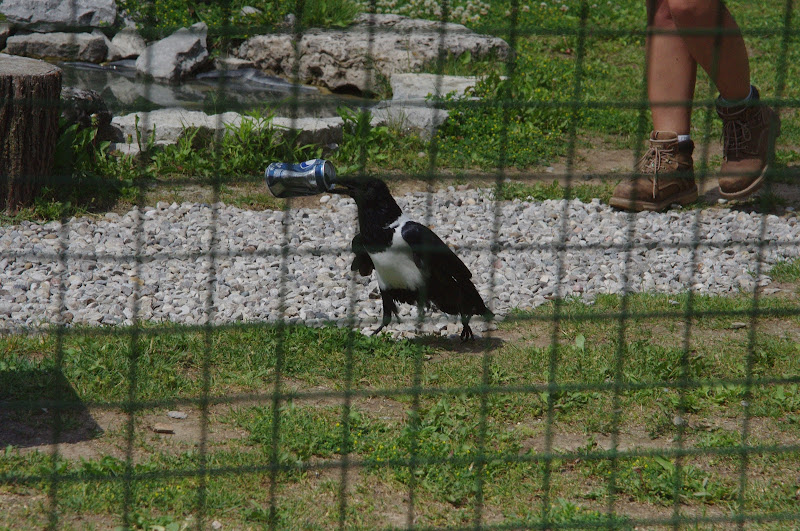 2014 - Pied Crow, Parrot Paradise presentation