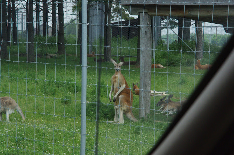 2014 - Red Kangaroos