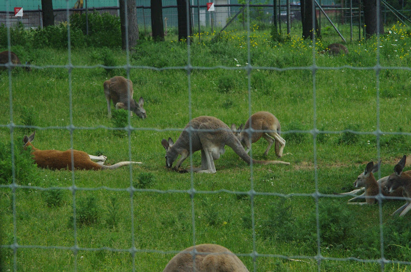 2014 - Red Kangaroos