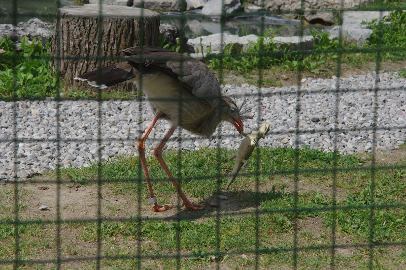 2014 - Red-legged Seriema, Parrot Paradise presentation