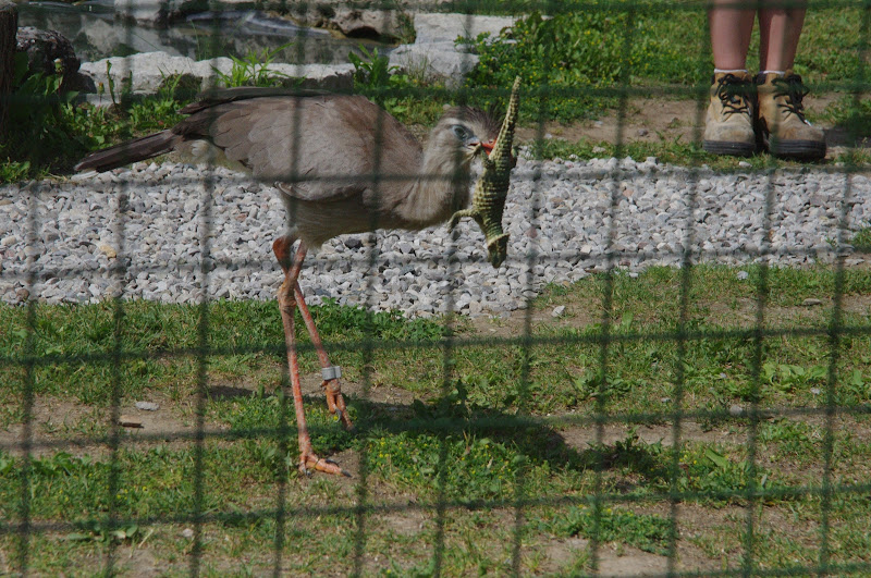 2014 - Red-legged Seriema, Parrot Paradise presentation