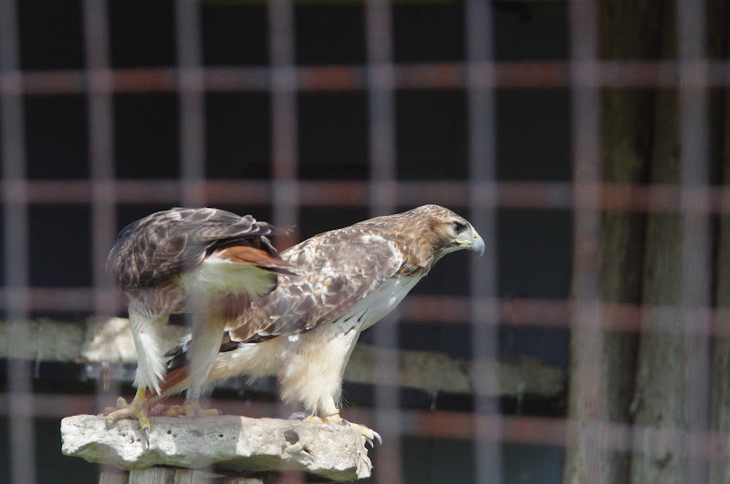 2014 - Red-tailed Hawks, Birds of Prey Conservation Centre