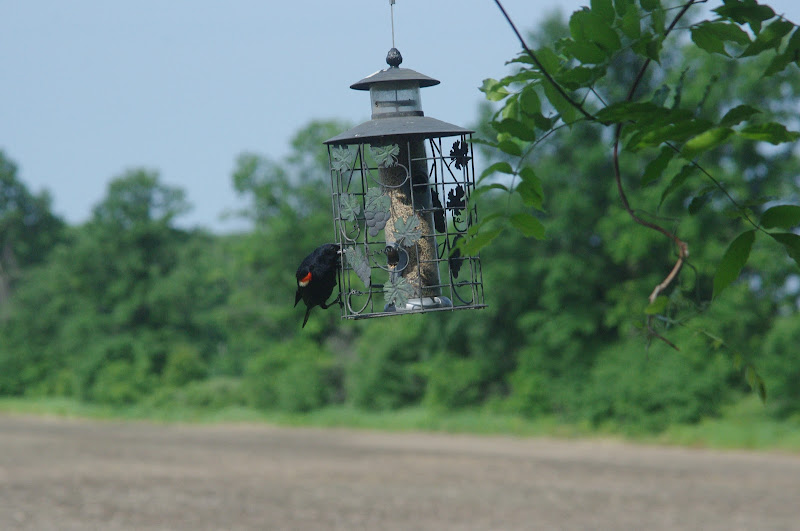 2014 - Red-winged Blackbird, Toronto