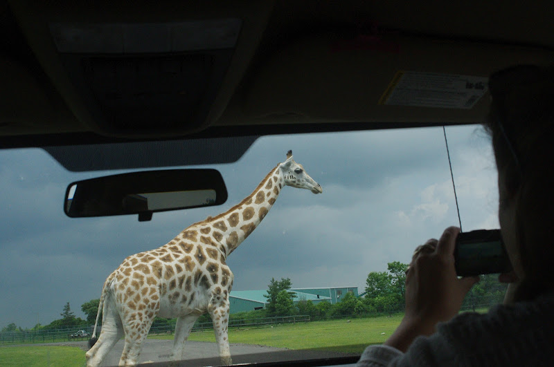 2014 - Rothschild's Giraffe, Rocky Ridge Veldt