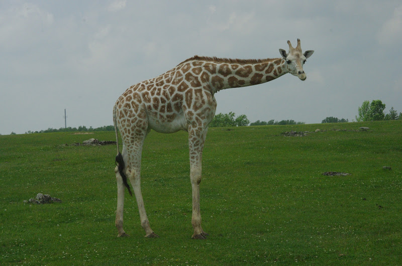 2014 - Rothschild's Giraffe, Rocky Ridge Veldt