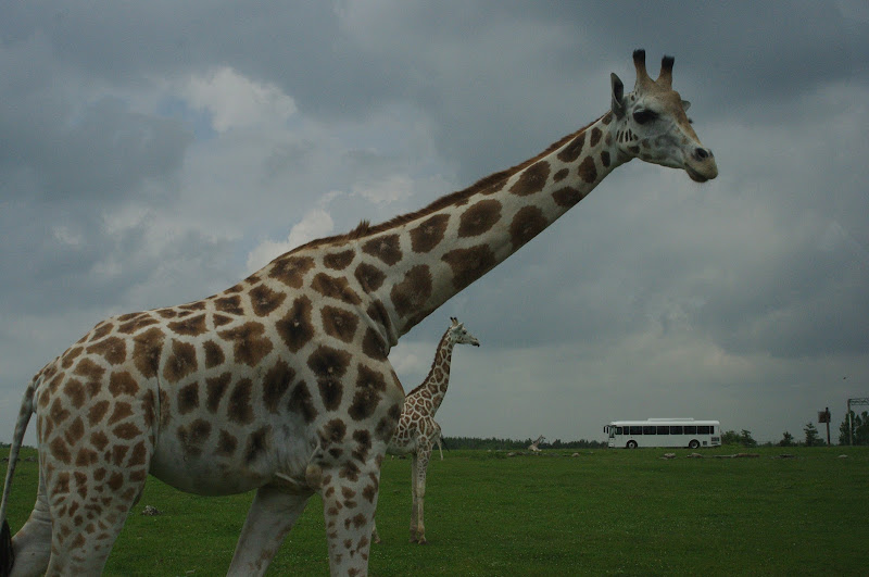 2014 - Rothschild's Giraffes, Rocky Ridge Veldt