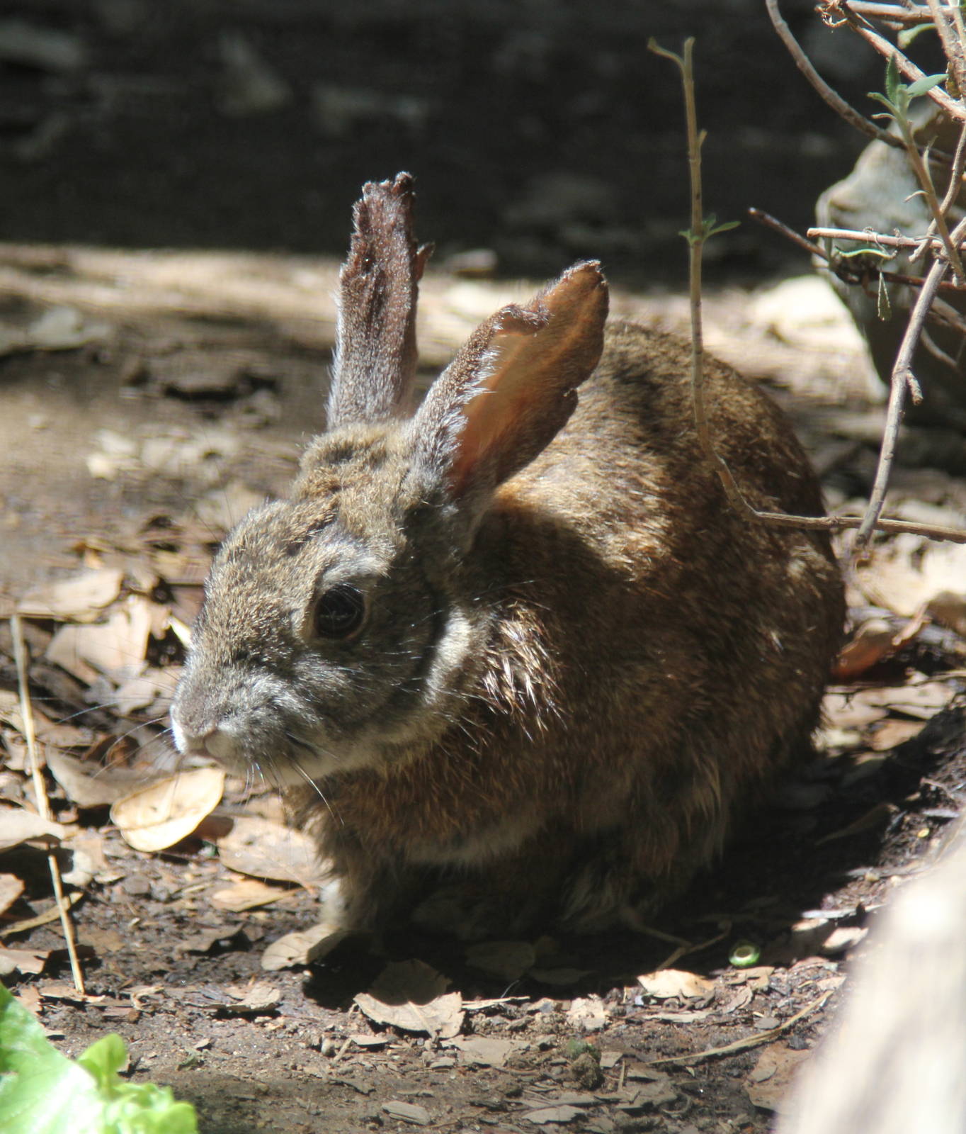 2014 Sacramento Zoo