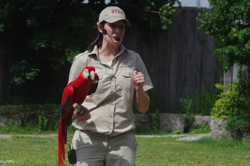 2014 - Scarlet Macaw, Parrot Paradise presentation
