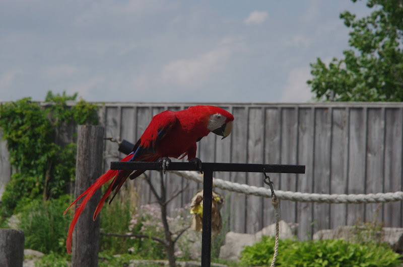 2014 - Scarlet Macaw, Parrot Paradise presentation