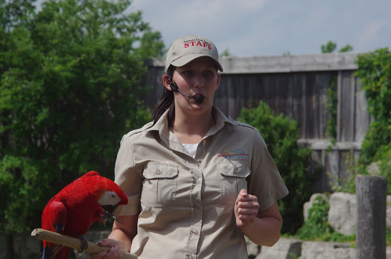 2014 - Scarlet Macaw, Parrot Paradise presentation