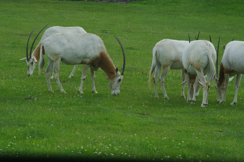 2014 - Scimitar-horned Oryx, Rocky Ridge Veldt