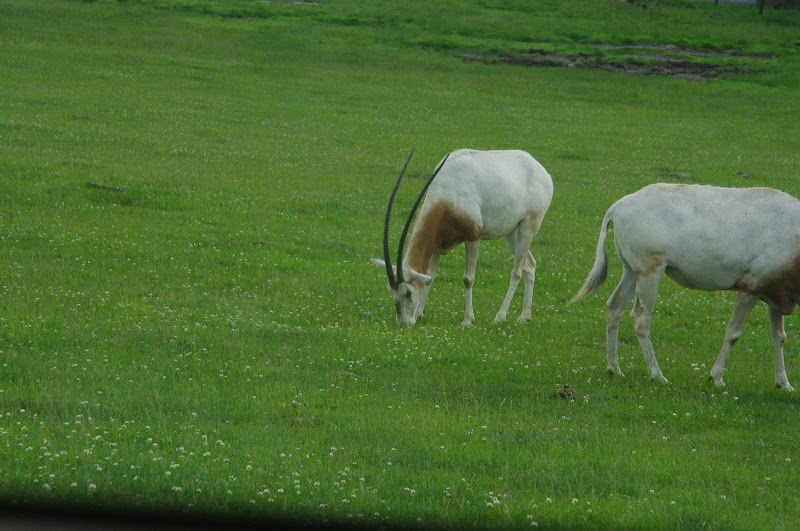 2014 - Scimitar-horned Oryx, Rocky Ridge Veldt