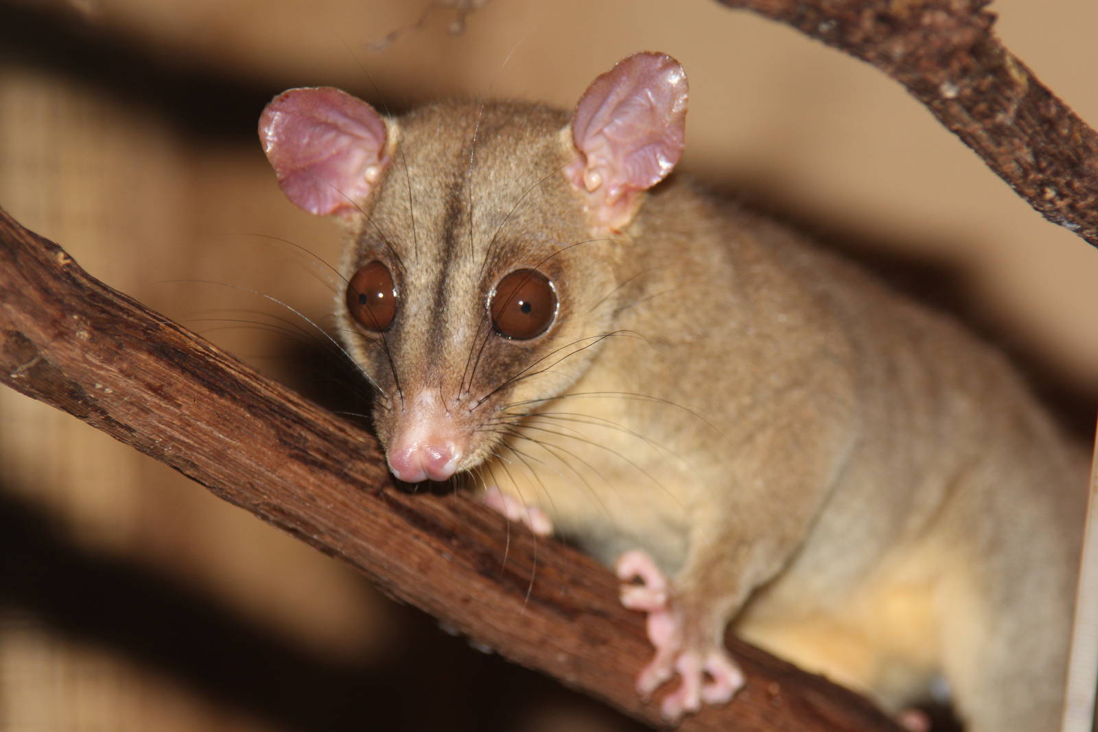 2014 Shell Factory and Nature Park