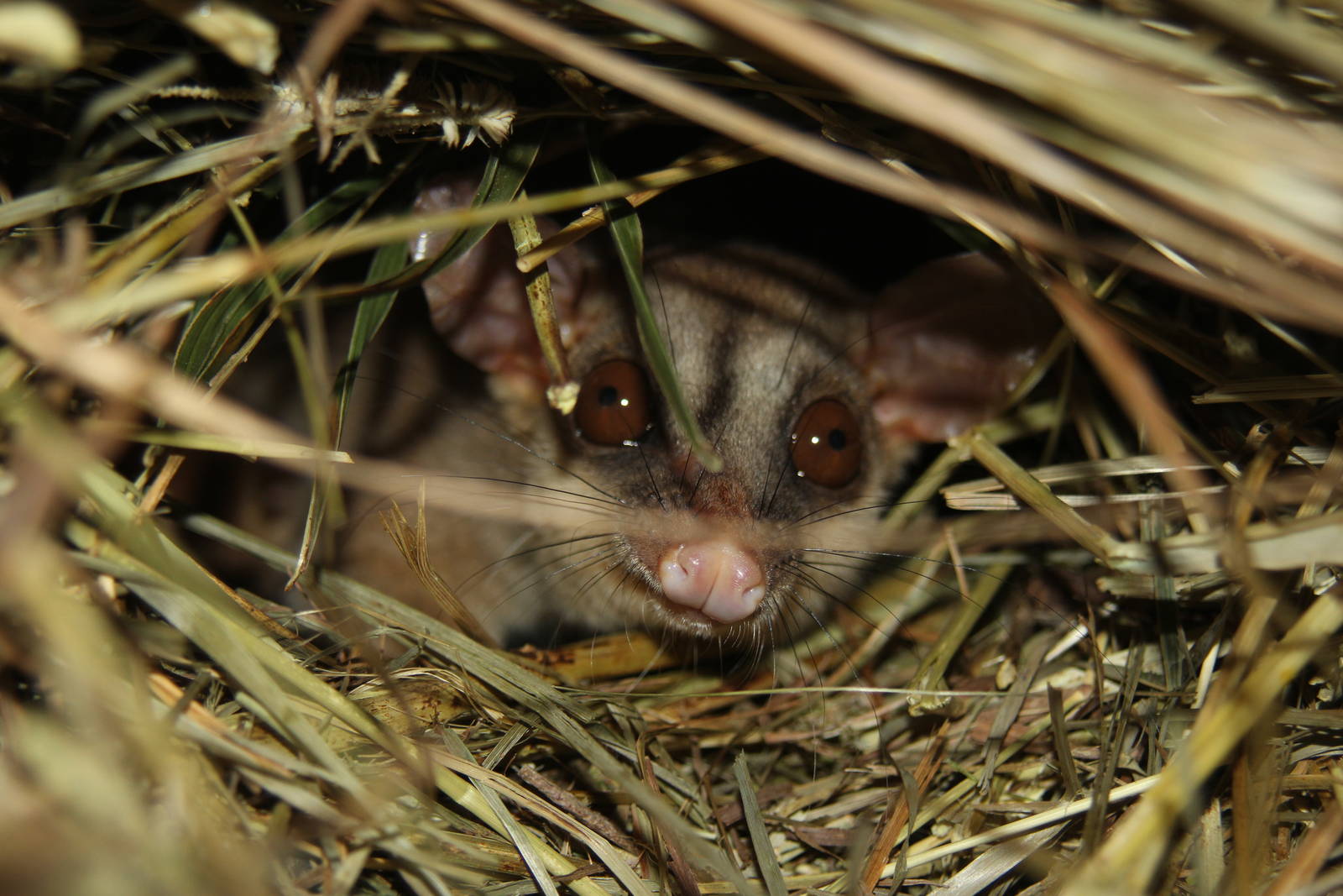 2014 Shell Factory and Nature Park