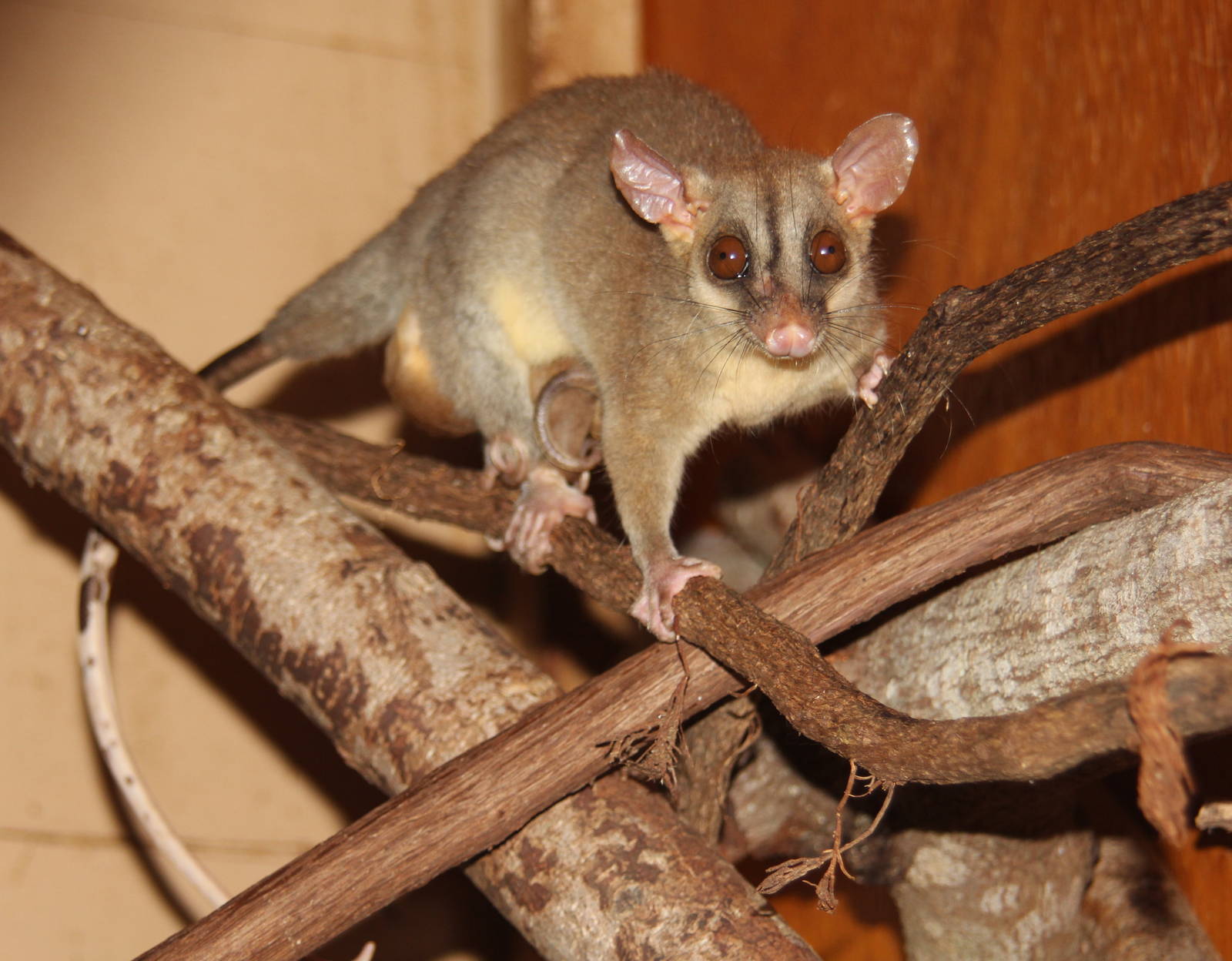 2014 Shell Factory and Nature Park