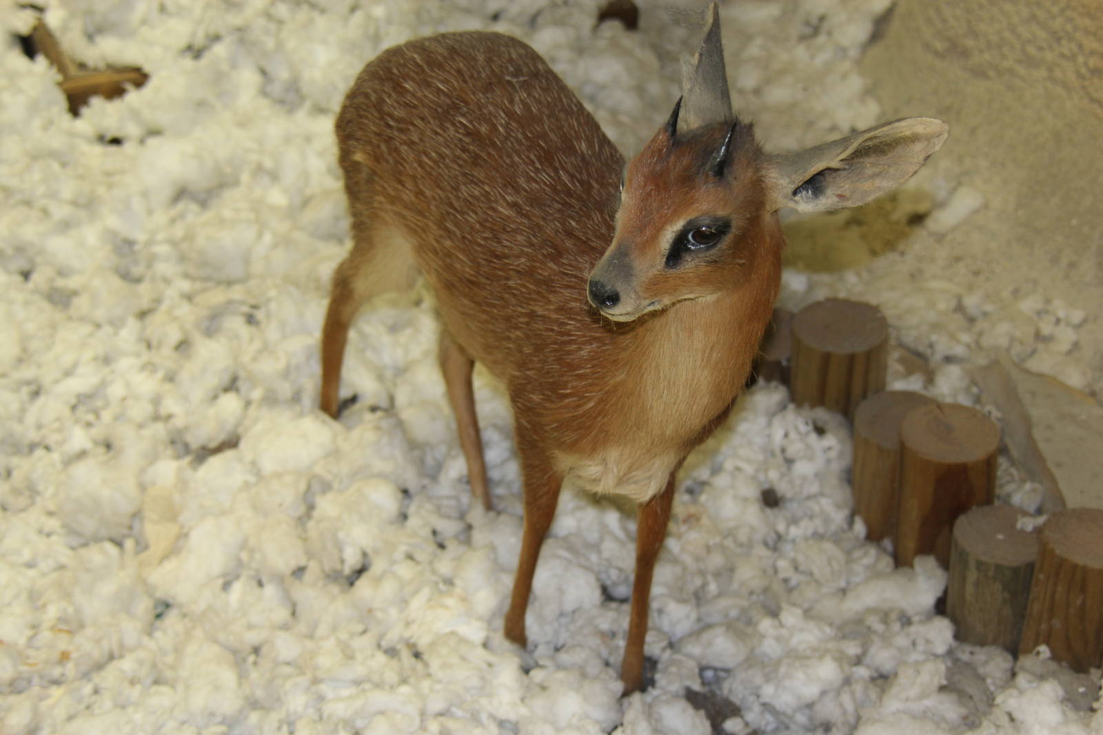 2014 Shell Factory and Nature Park