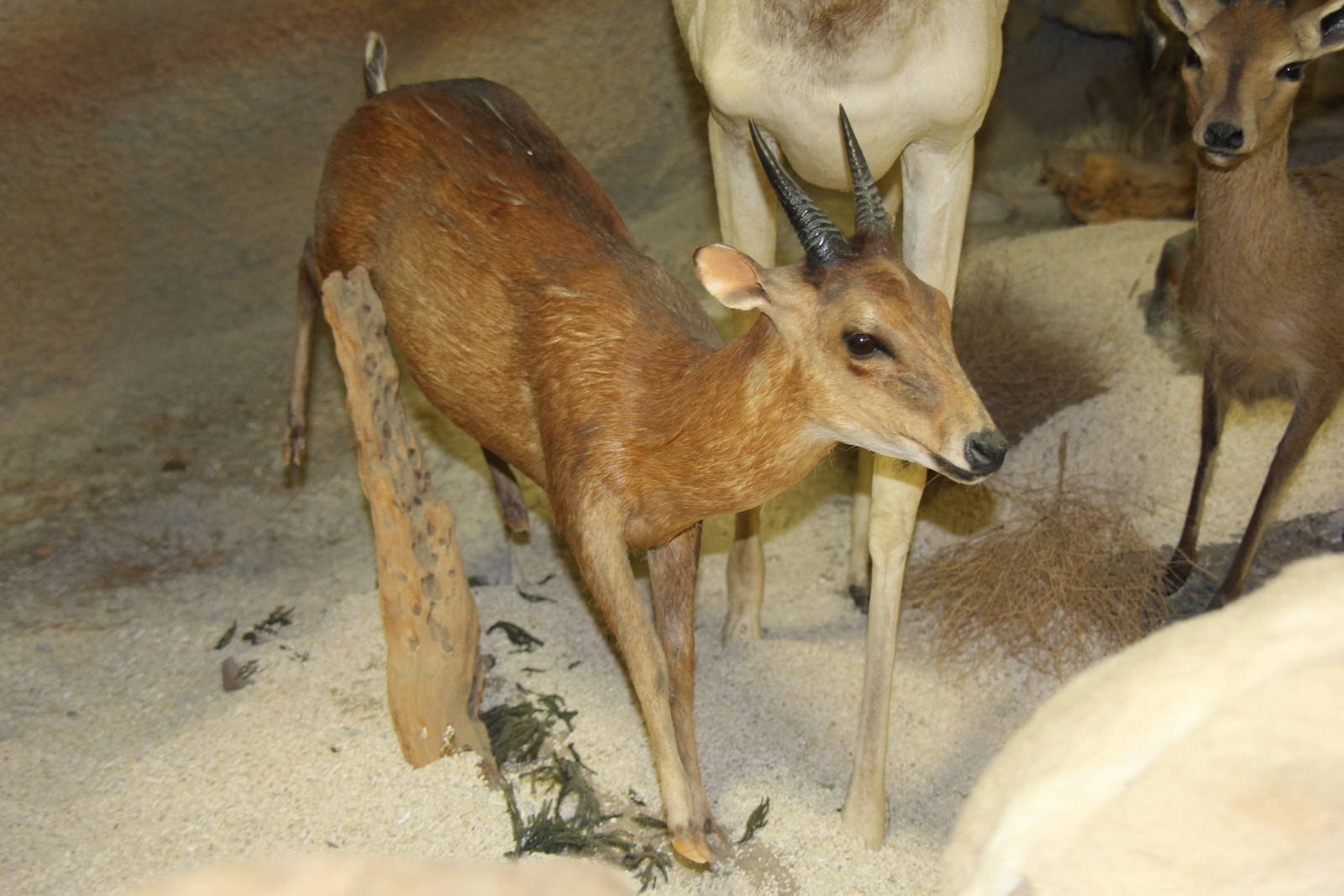 2014 Shell Factory and Nature Park
