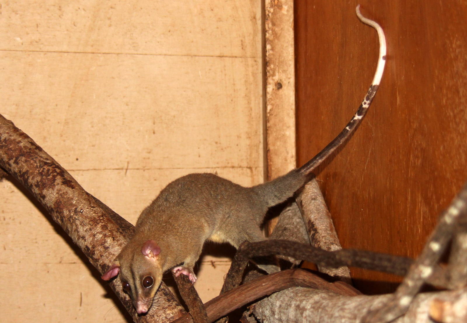 2014 Shell Factory and Nature Park