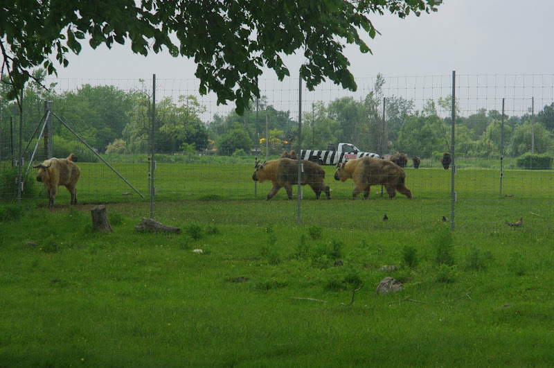 2014 - Sichuan Takin, American Bison and Rock Doves