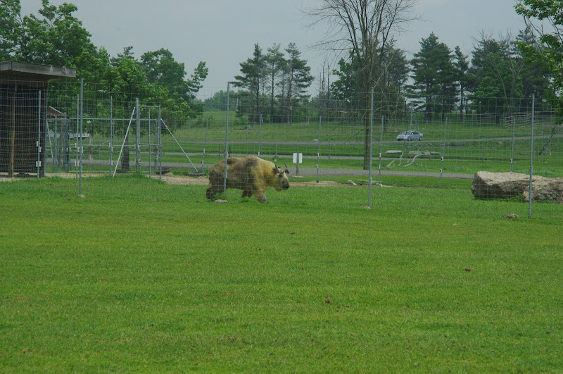 2014 - Sichuan Takin