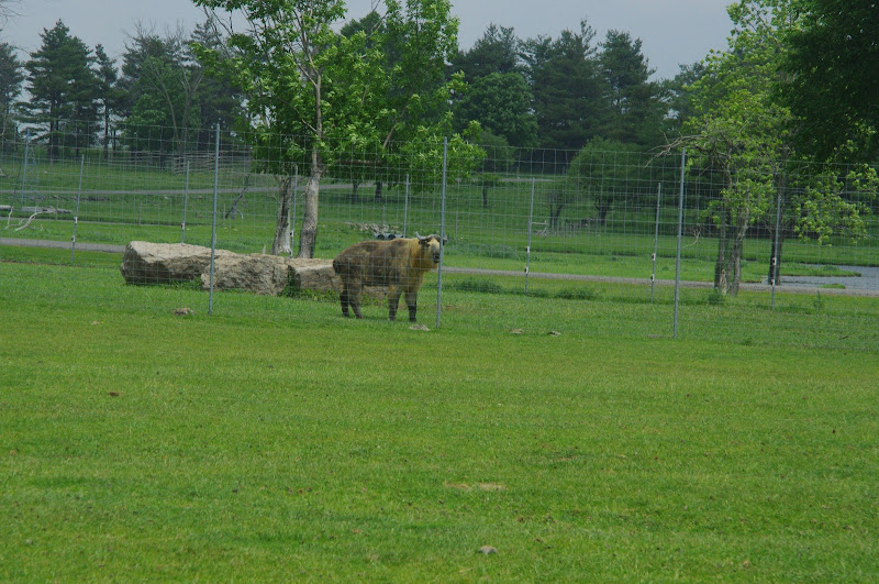 2014 - Sichuan Takin