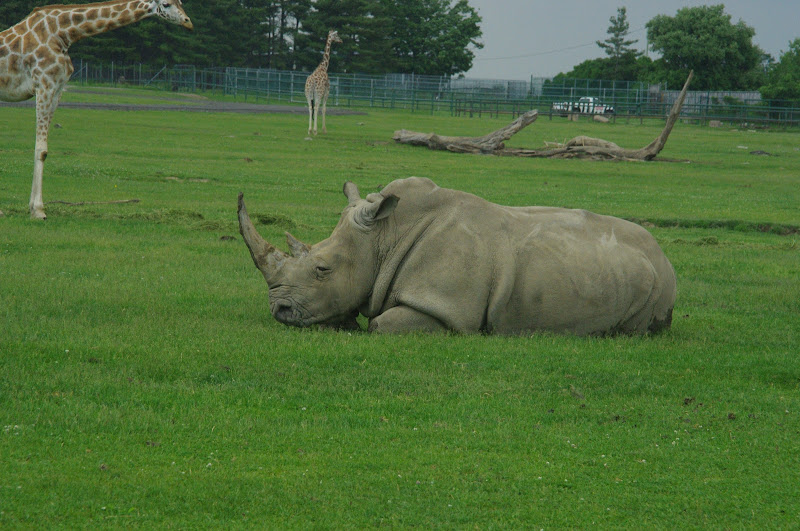 2014 - Southern White Rhinoceros and Rothschild's Giraffes, Rocky Ridge Veldt