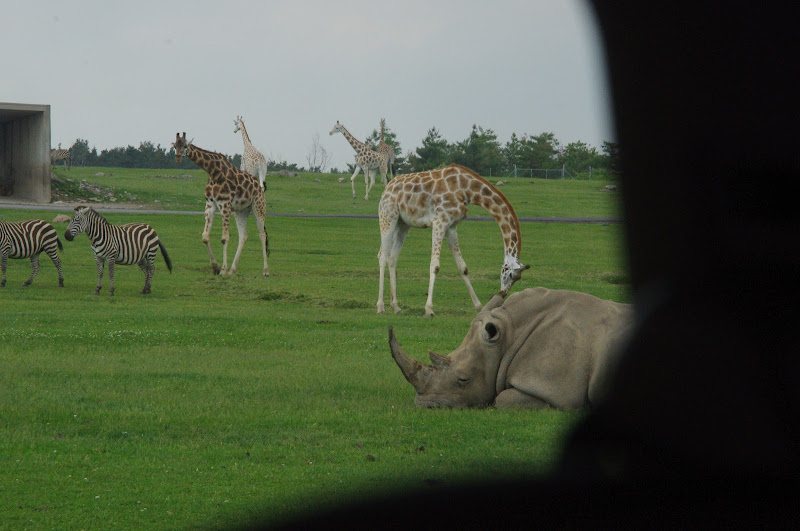 2014 - Southern White Rhinoceros, Rothschild's Giraffes and Grant's Zebras, Rocky Ridge Veldt
