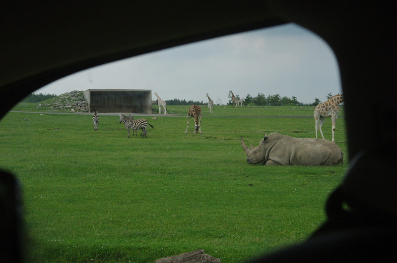 2014 - Southern White Rhinoceros, Rothschild's Giraffes and Grant's Zebras, Rocky Ridge Veldt