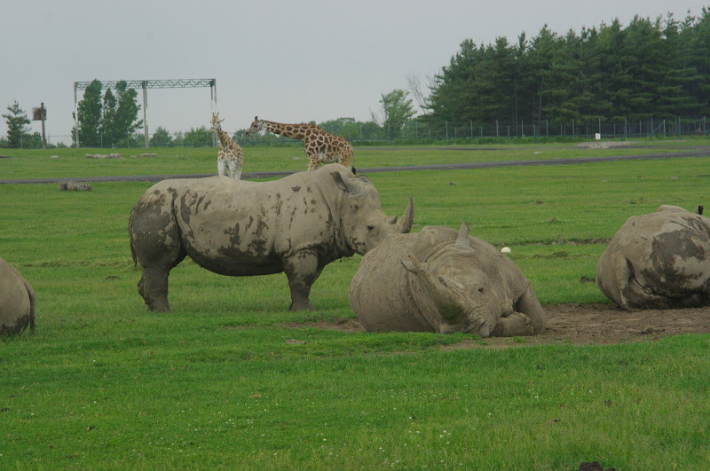 2014 - Southern White Rhinos and Rothschild's Giraffes, Rocky Ridge Veldt