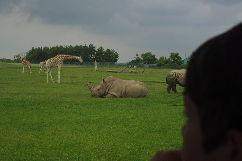 2014 - Southern White Rhinos and Rothschild's Giraffes, Rocky Ridge Veldt