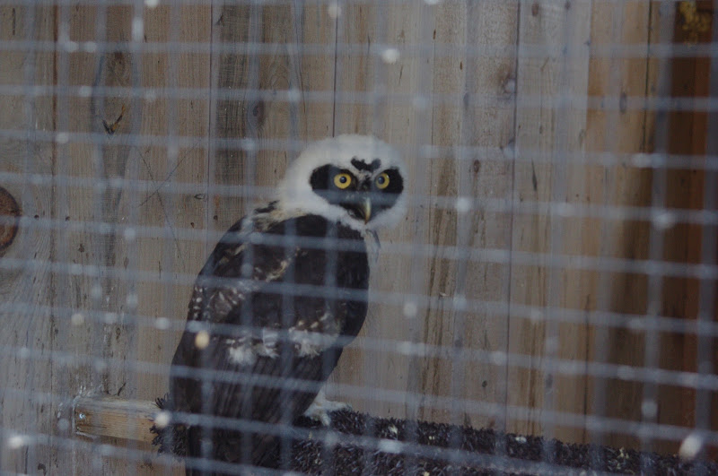 2014 - Spectacled Owl, Birds of Prey Conservation Centre